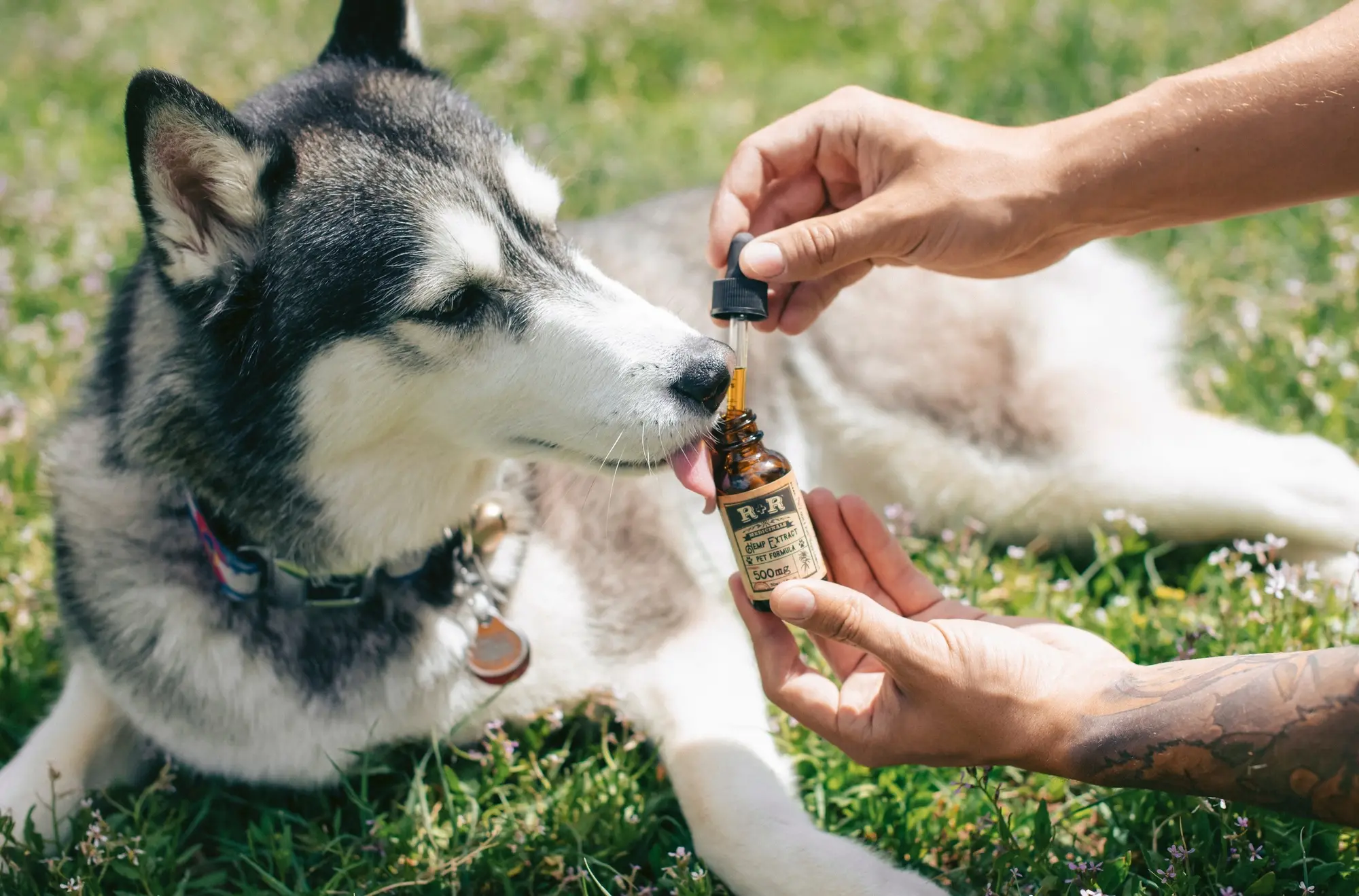 full spectrum cbd oil for dogs