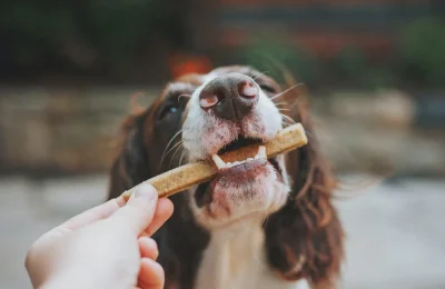 Improving Quality Living: How CBD Oil Enhances Dogs Daily Comfort